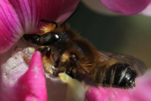 Megachile willughbiella